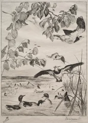 Galispos e cercetas, 1862.