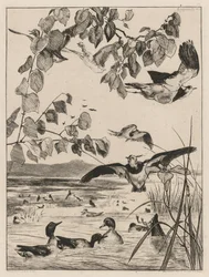 Galispos e cercetas, 1862.