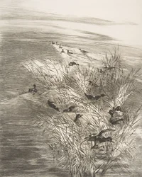 Juncos e marrecos, 1882.