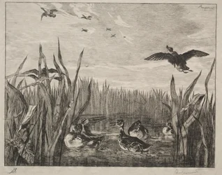 Teal, 1853.