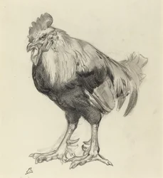 O galo velho