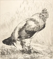 O galo velho, 1882.