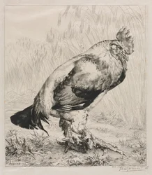 O Galo Velho, 1882.