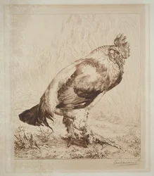 O galo velho, 1882.