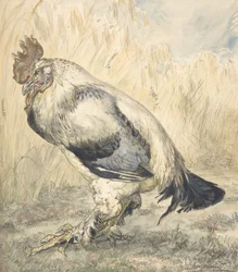 O galo velho, ca. 1882.