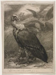Abutre, 1904