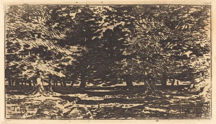 Floresta.