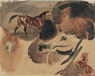 Estudo de cavalos