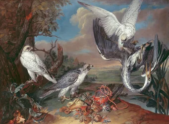 Gronelândia Cyr Falcons