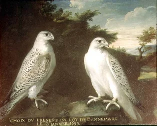 Par de Gyrfalcons em uma Paisagem