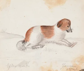 Cão