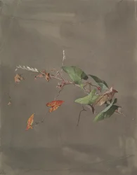 Trepadeira