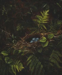 Ninho e samambaias de pássaros, 1863