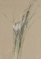 Ninho de pássaros em Cattails, ca. 1875