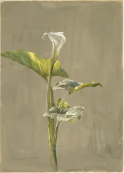 Calla Lily, 1875 (wc no papel)