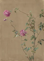 Rosas cor de rosa