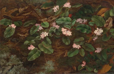 Arbutus em fuga
