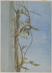 Glicínias em uma parede (wc no papel)