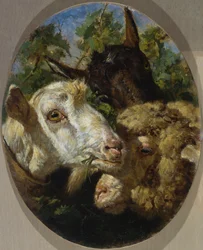 Cabeças de animais