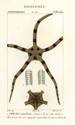 Equinodermes de estrela britânica, Ophiomastix annulosa, Ophiura annulosa