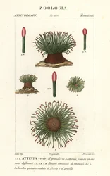 Anemónia sulcata, Anemonia sulcata, anémona marinha mediterrânica