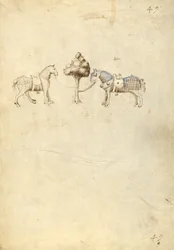 Dois cavalos