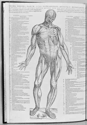 estudo anatômico, do livro do corpo humano Endereço do dispositivo por Andreas Vesalius (1514-1564), publicado em Basel, 1543