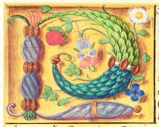Ms 134 Illuminated letra `P decorado com flores, a partir de um livro de horas, c.1500