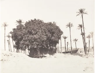 Esneh, Data Palms, Sycamore and Coffee on the Edge of the Nile, 1851-52, impresso em 1853-54.