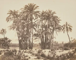 [Bosque de tamareiras visto do ponto A, Karnak]