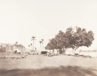 Korósko, Sycomores e acampamento de uma caravana para o Sennâr, 1851-52, impresso 1853-54.