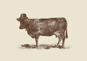 Porca de vaca