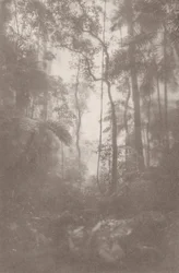 Foggy Jungle 1, 2024 (foto)