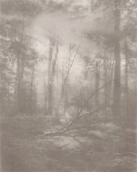 Foggy Jungle 2, 2024 (foto)