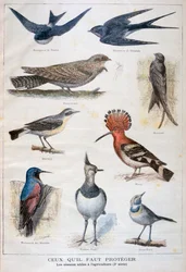 Aves protegidas e úteis na agricultura, 1897