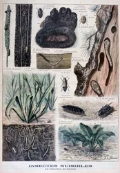 Insetos nocivos para peles, 1897