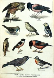 Aves úteis para a agricultura: estorninho, tentilhão (Gravura)