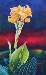 Nenúfar Amarelo Canna Lily