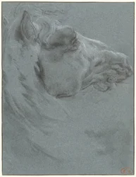 Cabeça de um cavalo