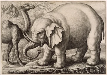 Um elefante e um camelo, gravados por Wenceslaus Hollar (1607-77) 1663