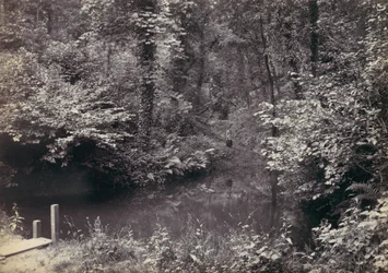 Floresta.