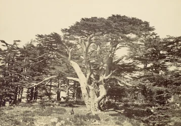 Floresta.