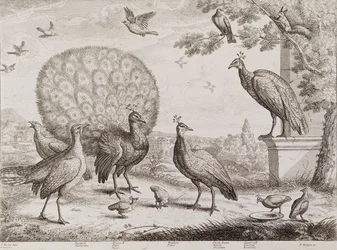 Grupo de aves com pavão