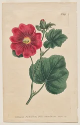 A Revista Botânica ou Jardim de Flores Exibido: Placa 892, Althaea Flexuosa. Seringapatam A Hollyhock . [Althea rosea]