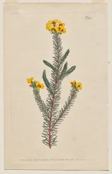 A Revista Botânica ou Jardim de Flores Exibido: Placa 944, Dillwynia glaberrima. Dillwynnia de folhas lisas. [Dillwynia ericifolia gaberrima]