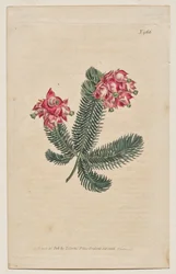 A Revista Botânica ou Jardim de Flores Exibido: Placa 966, Erica Elegans. Heath Elegante [Erica glauca]