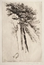 A árvore mais recente, 1882.