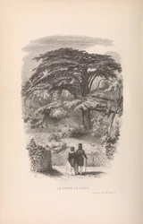 O Jardim Botânico, Descrições e Maneiras dos Mamíferos, 1842.