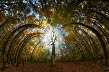 Túnel da Floresta de Outono