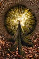 Olhando para a Floresta Dourada